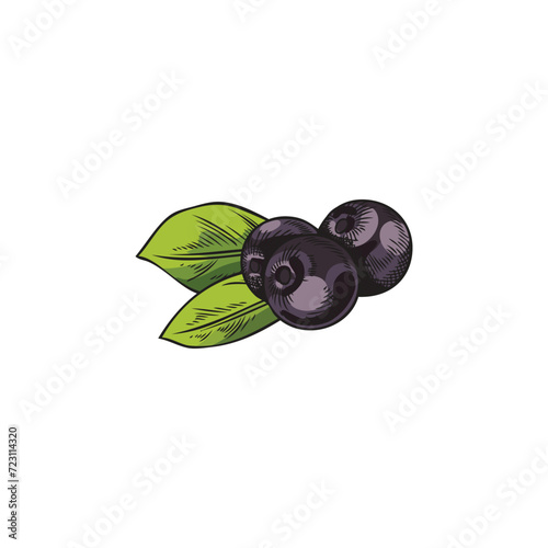 Acai berry, vector illustration isolated on white background, color sketch.