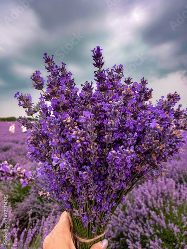 lavender flowers in the garden