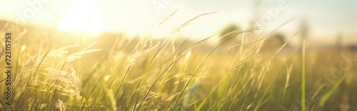 In the summer, the sun's golden rays gently embrace the verdant grass, creating a tranquil scene.