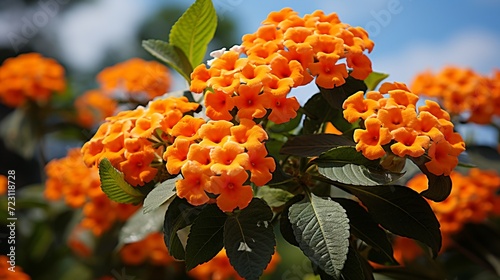 Lantana camara (common lantana) is a species of flowering plant within the verbena family photo