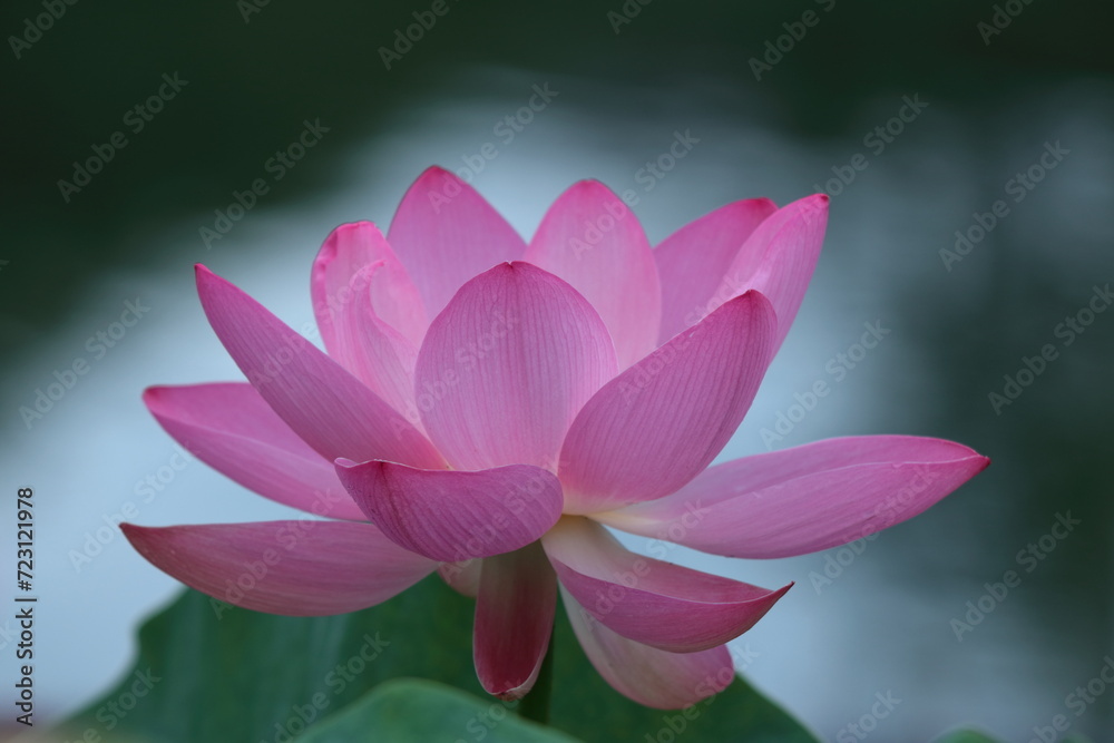 象徴する花 象徴する花