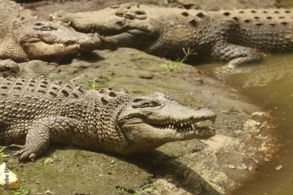Three saltwater crocodile in the zoo Three saltwater crocodile in the zoo