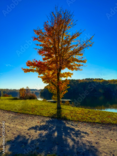 Lone tree being backlite by the sun photo