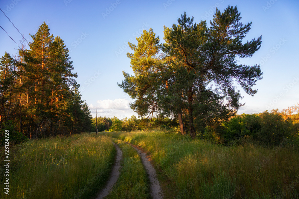 Summer forest landscape with a road