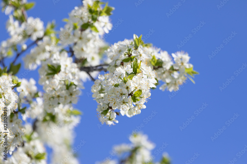 A branch of the cherry blossoms against the blue sky