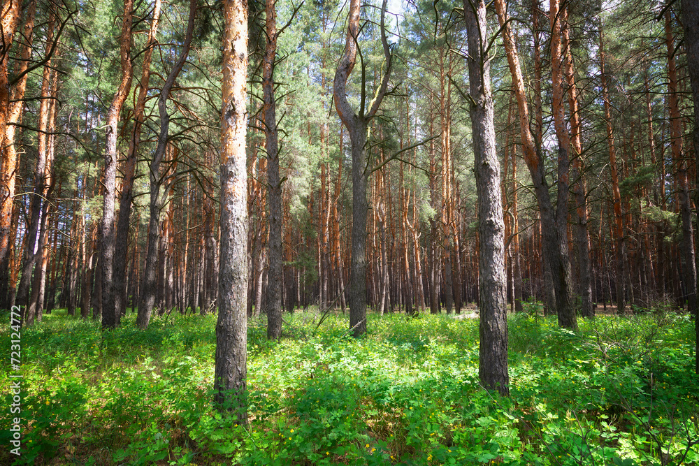 Summer forest landscape with trees and flowers Summer forest landscape with trees and flowers