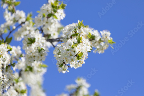 A branch of the cherry blossoms against the blue sky
