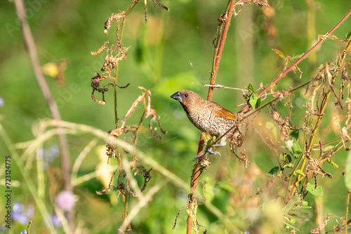 Scaly-breasted munia or spotted munia (Lonchura punctulata), known in the pet trade as nutmeg mannikin or spice finch in Thailand photo