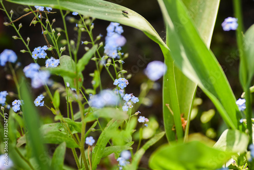 Blue forget-me-not flowers in the garden in summer. photo