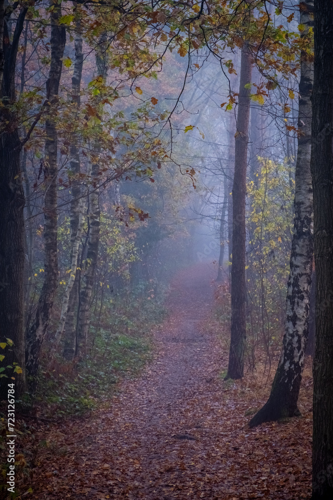 This photograph offers a journey into the heart of an autumn forest, where a carpet of fallen leaves lines a narrow path. The mist hangs low among the trees, softening the outlines and creating an