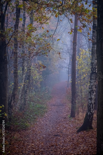 This photograph offers a journey into the heart of an autumn forest, where a carpet of fallen leaves lines a narrow path. The mist hangs low among the trees, softening the outlines and creating an © Bjorn B