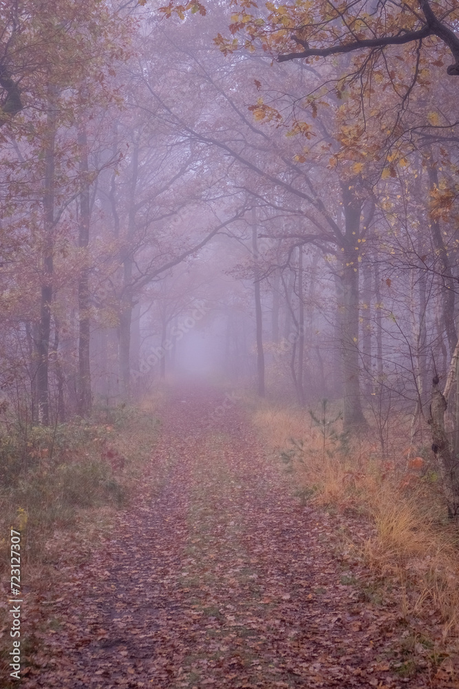 This image immerses the viewer in the quiet mystery of an autumnal forest pathway, where a gentle mist softens the landscape. The path, carpeted with fallen leaves, leads into the obscured depths of