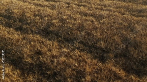 Campo di grano, spighe di grano viste da drone, video 4k photo