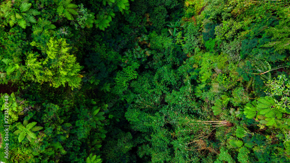 The unmatched beauty of the Forest of moss and trees from the air