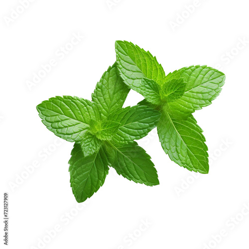 Fresh mint leaves clip art