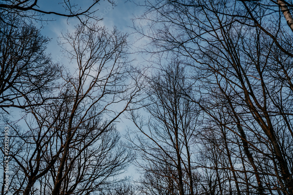 Baumkronen mit wunderschön blauem Himmel Baumkronen mit wunderschön blauem Himmel