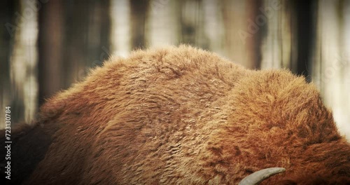 Close up fur on the hump of European Bison Or Bison Bonasus, Also Known As Wisent Or European Wood Bison In Forest. photo