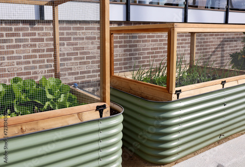 modern raised garden beds with homegrown vegetables