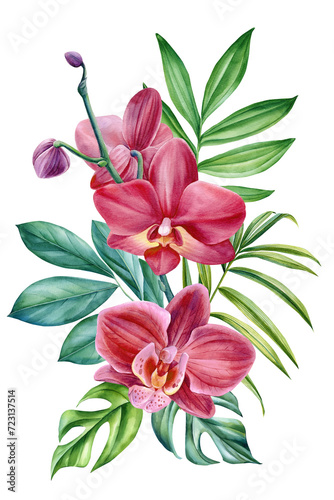 Fototapeta Naklejka Na Ścianę i Meble -  Tropical orchid flowers and palm leaves. Botanical illustration isolated background, watercolor floral jungle design art