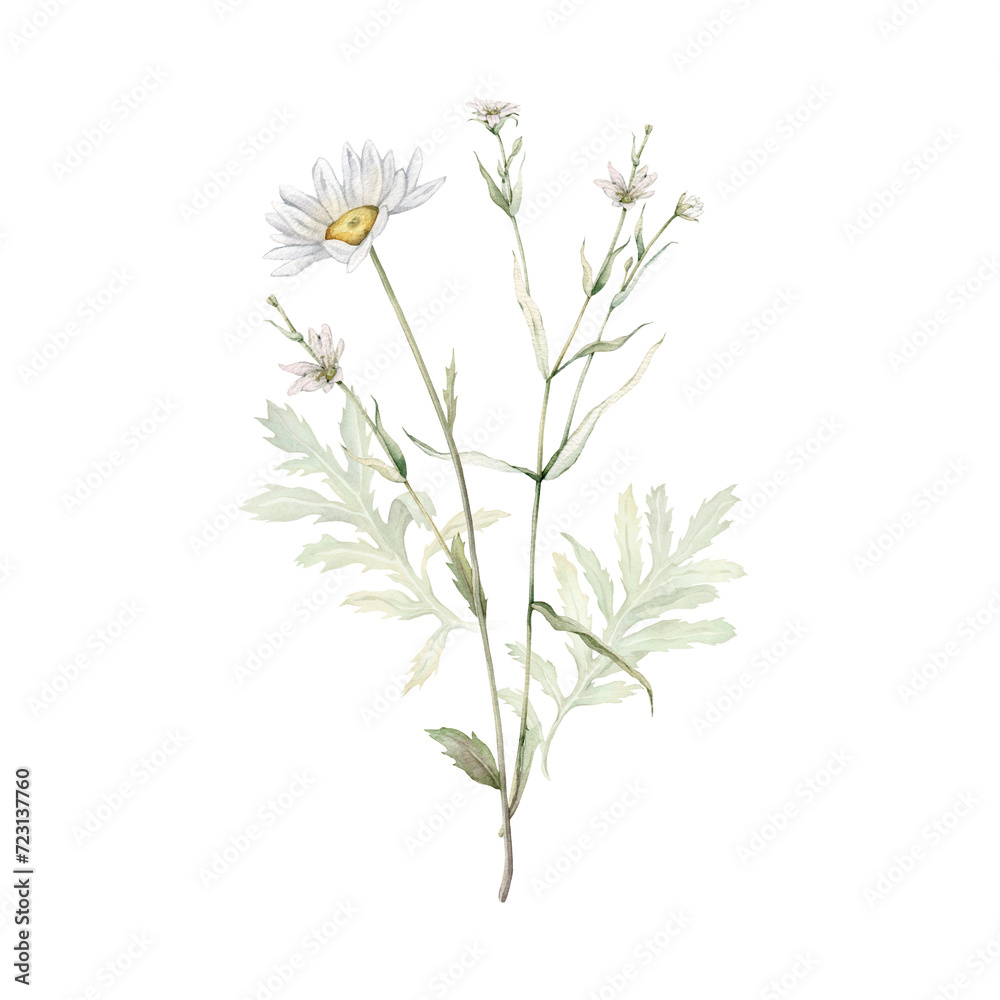 Watercolor Daisy and tansy. Hand drawn illustration of Chamomile and little stellaria holostea . bouquet of white blossom flowers on isolated background. Drawing botanical. Painted wildflowers.