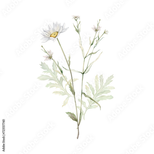 Wallpaper Mural Watercolor Daisy and tansy. Hand drawn illustration of Chamomile and little stellaria holostea . bouquet of white blossom flowers on isolated background. Drawing botanical. Painted wildflowers. Torontodigital.ca
