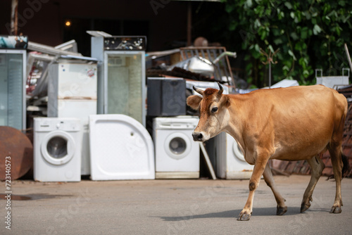 A cow walks near a dump of scrap metal and old household appliances.