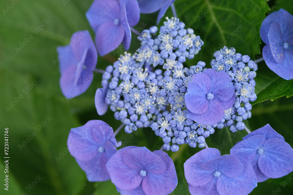 blue Hydrangea flower close up