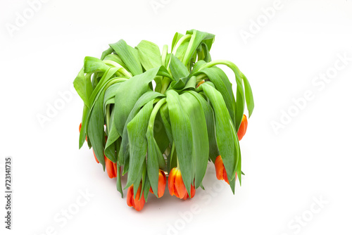 Verwelkte Tulpen isoliert auf weissem Hintergrund