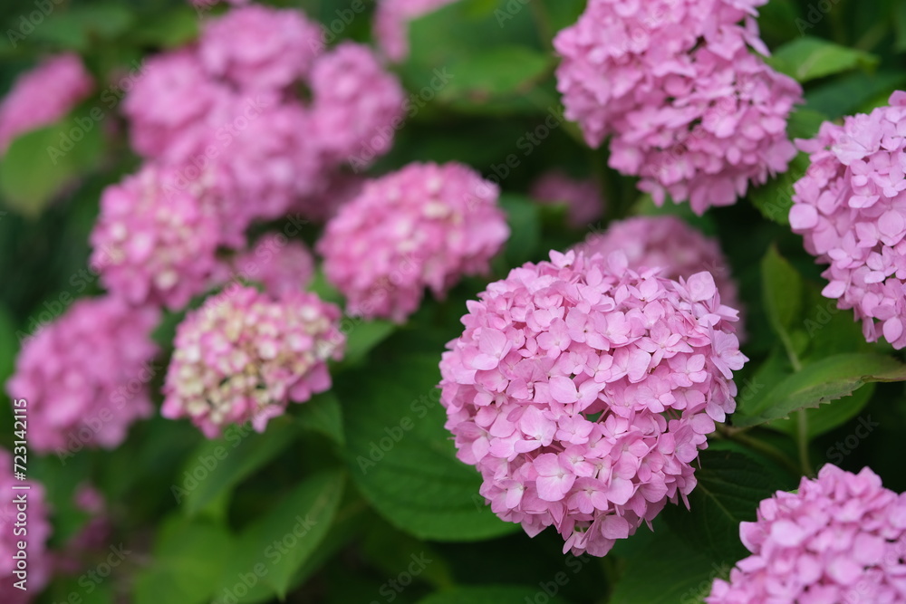 several pink hydrangea macrophylla flowers several pink hydrangea macrophylla flowers