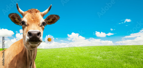 Milchkuh mit Höhrnern auf einer Grünen Wiese