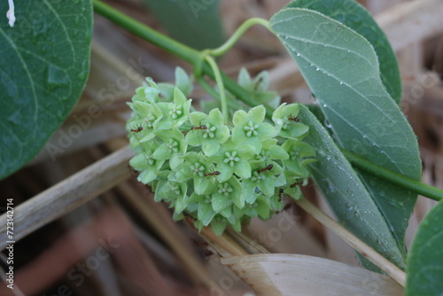Green Colour Flower bunch