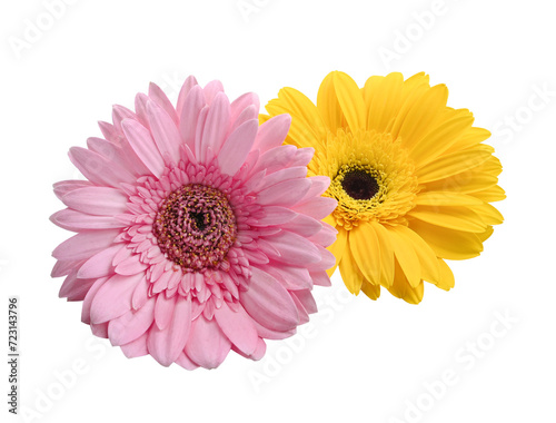 Colorful Gerbera blossoms collection with Yellow, and Pink Colors, Isolated on White Background.