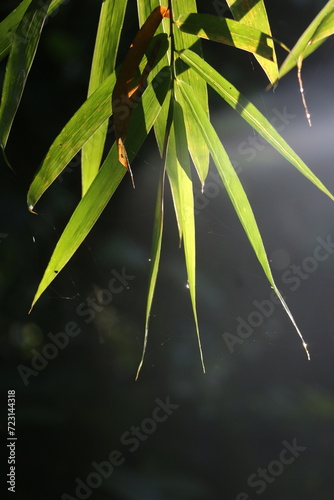Bamboo leaves shining in the morning sunlight