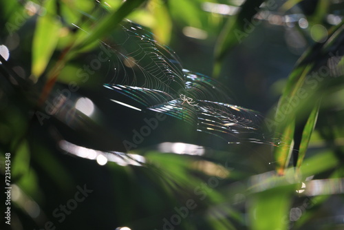 Early morning Spider and its web shining rainbow colors