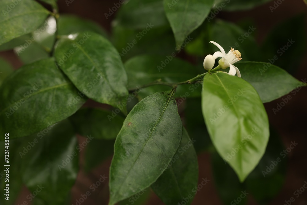 Blossoming tangerine tree in greenhouse, closeup view Blossoming tangerine tree in greenhouse, closeup view