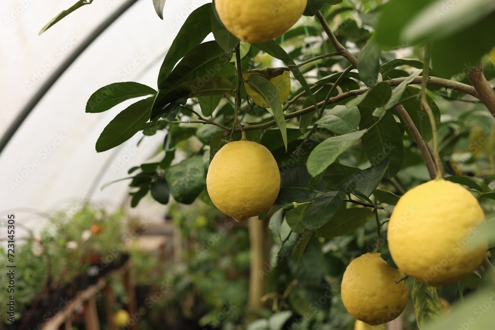 Lemon tree with ripe fruits in greenhouse, space for text Lemon tree with ripe fruits in greenhouse, space for text
