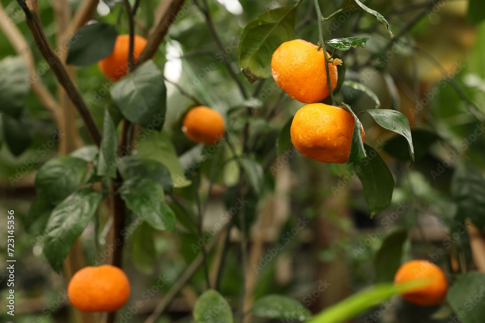 Tangerine tree with ripe fruits in greenhouse Tangerine tree with ripe fruits in greenhouse