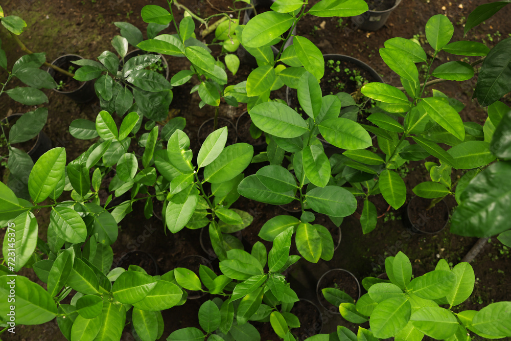 Many different beautiful potted plants in greenhouse, top view Many different beautiful potted plants in greenhouse, top view