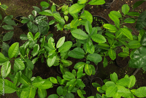 Wallpaper Mural Many different beautiful potted plants in greenhouse, top view Torontodigital.ca