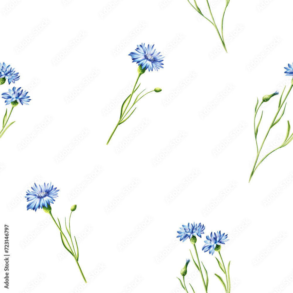 Watercolor bouquet of blue cornflowers flowers illustration isolated on white background. Detail of beauty products and botany set, cosmetology and medicine. For designers, spa decora