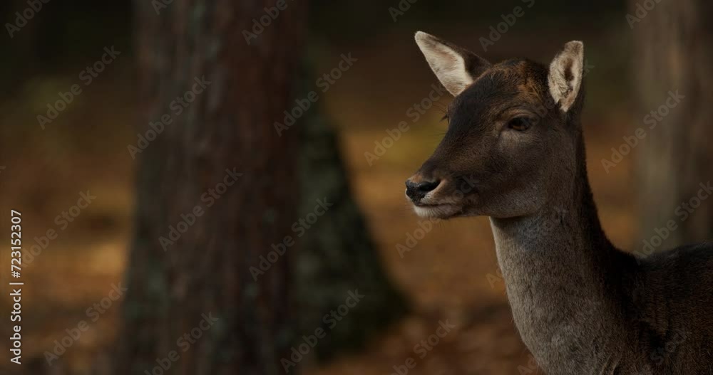 Fallow Deer Or Dama Dama Walking In autumn forest. Fallow Deer Or Dama Dama Walking In autumn forest.