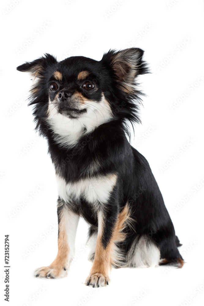 Chihuahua isolated on white background