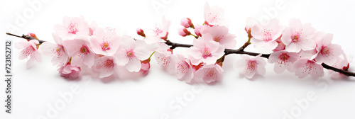 illustration of pink sakura flowers on white background.  Created with Generative AI