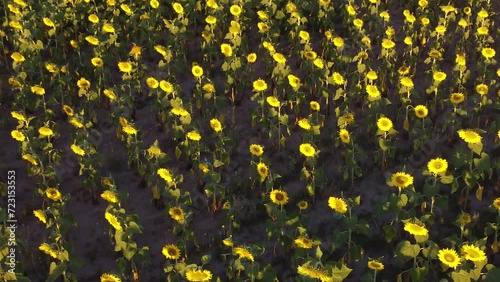 Dron ascendiendo sobre un campo sembrado con girasoles photo