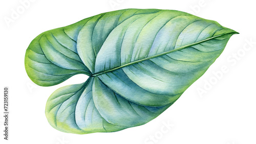 Palm green leaf, Realistic Tropical summer plant isolated background watercolor botanical illustration. Colorful Leaf