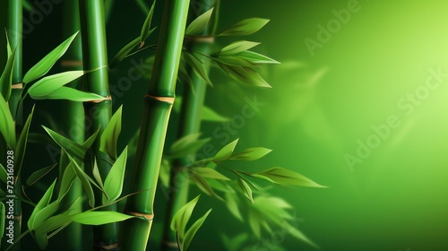 Green bamboo plant in tropical rainforest of Asia  with green leaves growing abundantly. Nature oriental background wallpaper.