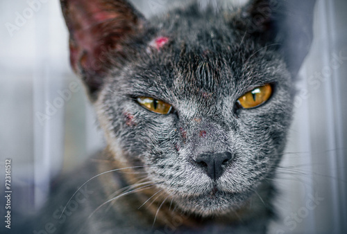 Close up of Cat sickness face allergic fungal skin disease with collar , Atypical dermatitis in a domestic cat , bacteria infections animal