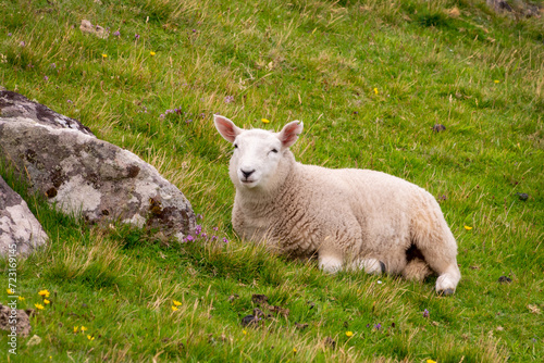 Close up of a young sheep lying in the grass in the Highlands, Scotland, UK