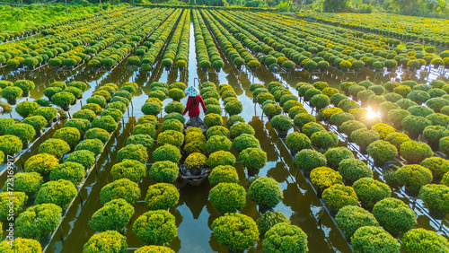 Aerial view of Sa Dec flower garden in Dong Thap province, Vietnam. It's famous in Mekong Delta, preparing transport flowers to the market for sale in Tet holiday. photo