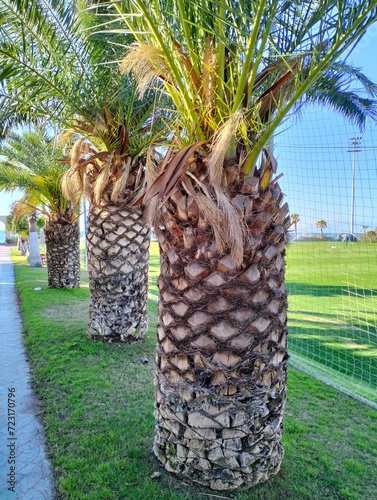 Relaxing Nature Walk with Palm Trees